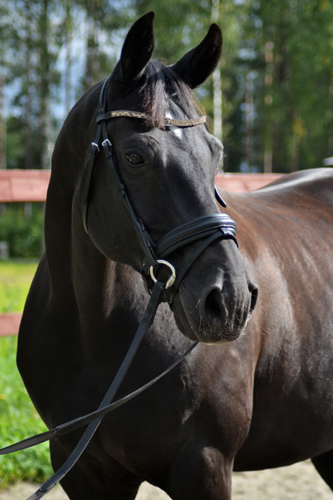 pedro2