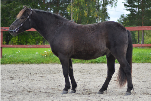 zigge1